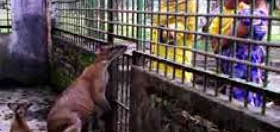 Ribuan Warga Padati Kebun Binatang Kasang Kulim